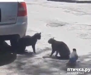 фотография: Шкодливая ворона) фото: Шкодливая ворона)