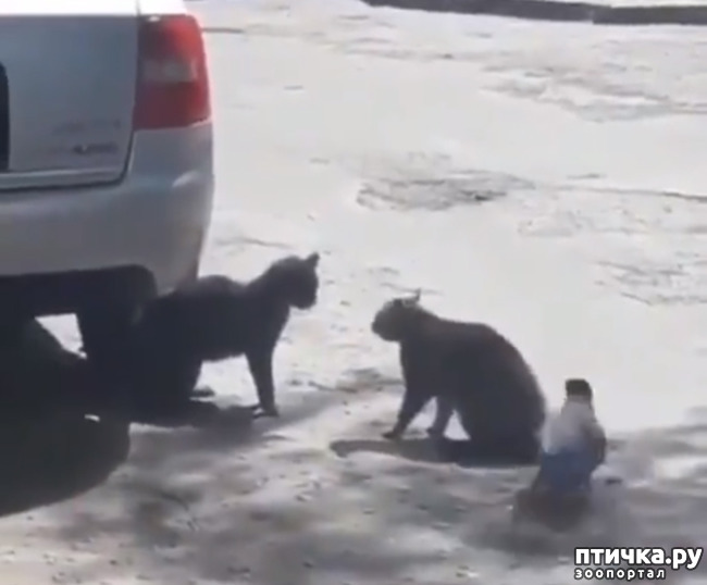 ���� 1: ��������� ������)