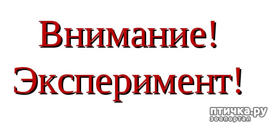 Эксперимент текст. Значение терминов эксперимент. Эксперимент текст. Эксперимент с речью. Опыты картинки надпись.