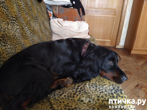 ����: ���- ������, ���...