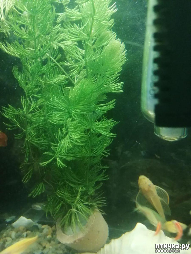 ���� 1: � �� ����� � ����� ��������� �����.))