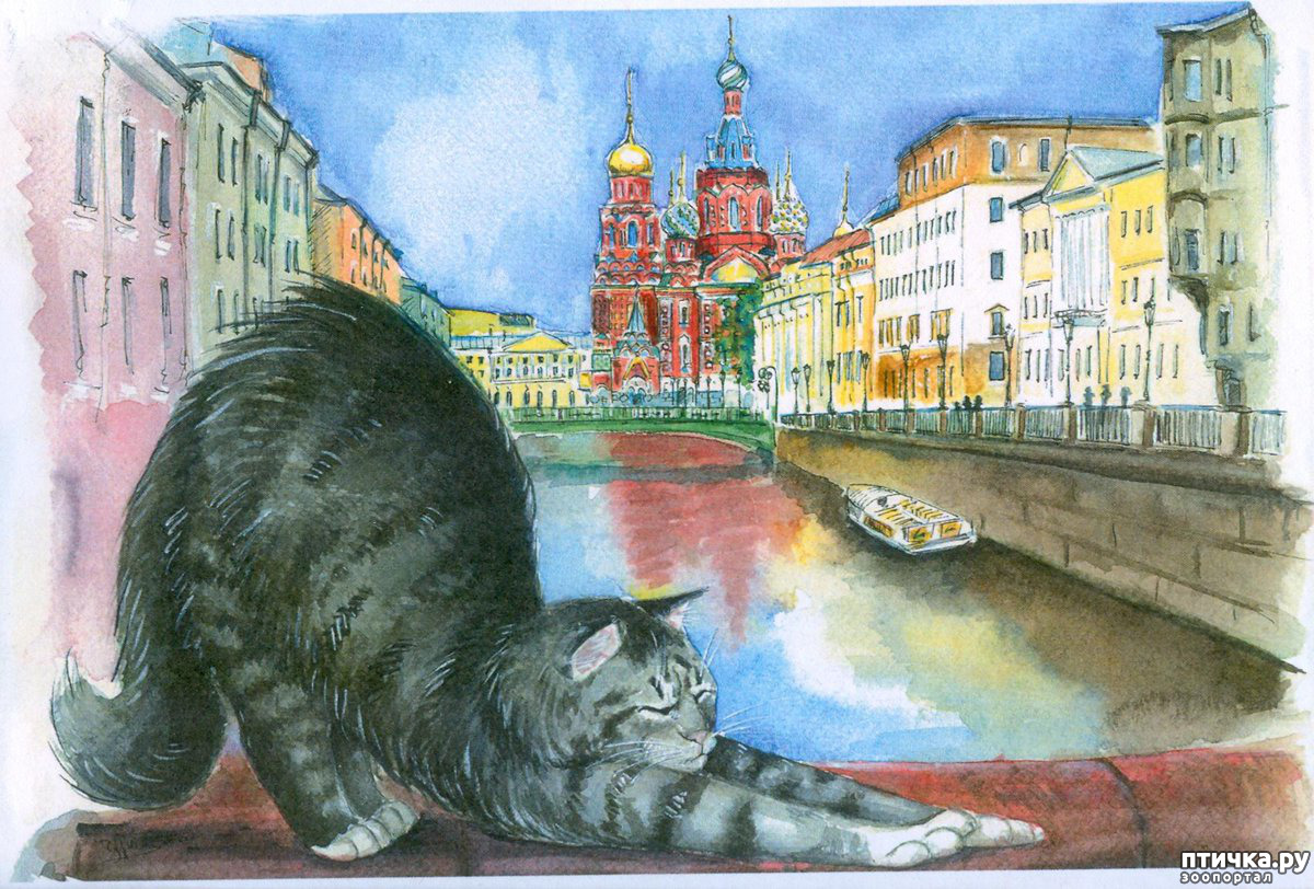 Сайт кошек в санкт петербурге