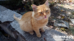 ����: ������