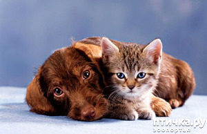 ����: ������� ������� � �������� ��������