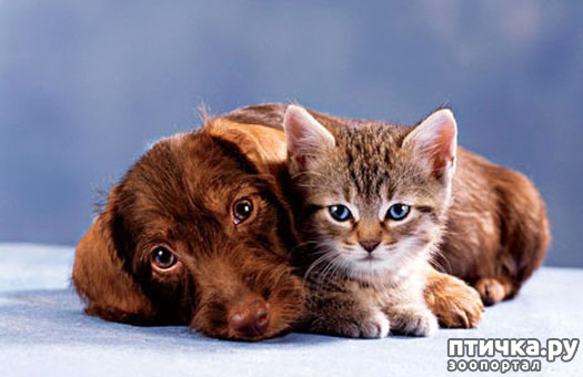 ���� 1: ������� ������� � �������� ��������