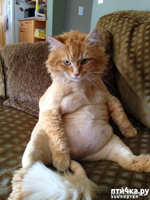 ����: ��� ���� � �����)))