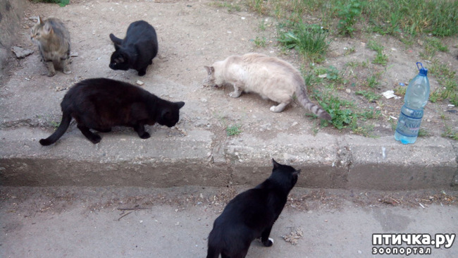 ���� 4: ������ �� ������������