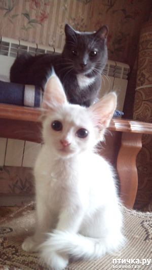 ����: ����� �������� ����