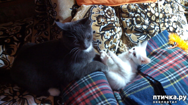 ���� 1: ������ � �����, ���� ���������