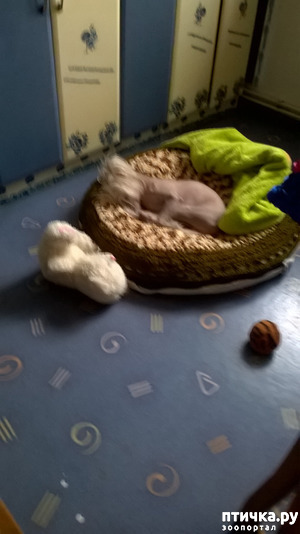 ����: ��������.