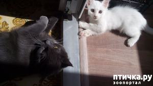 ����: �������-�������...