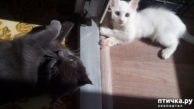 ���� 1: �������-�������...