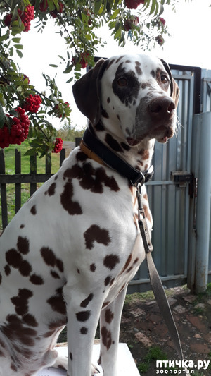 ����: ��� �������