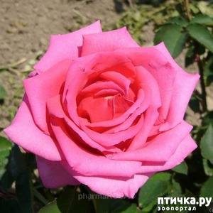 ����: �������