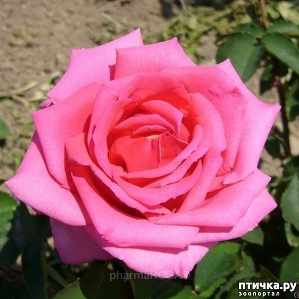 ���� 1: �������