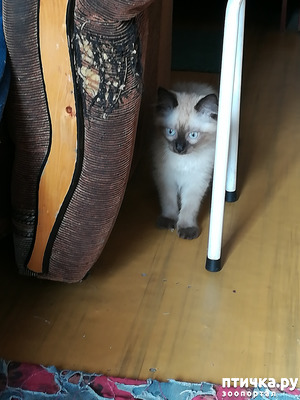 ����: ����� /�����