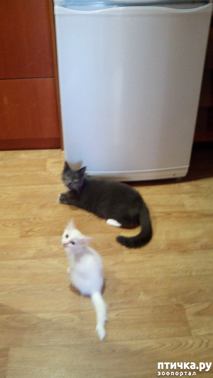 ����: ����������