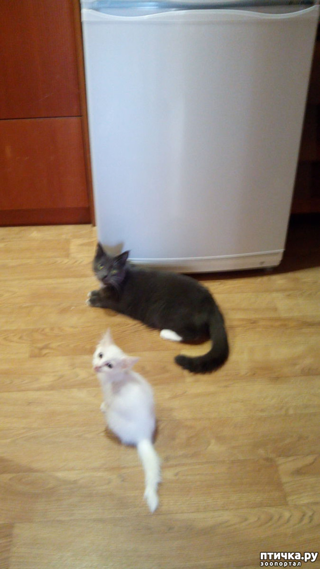 ���� 1: ����������