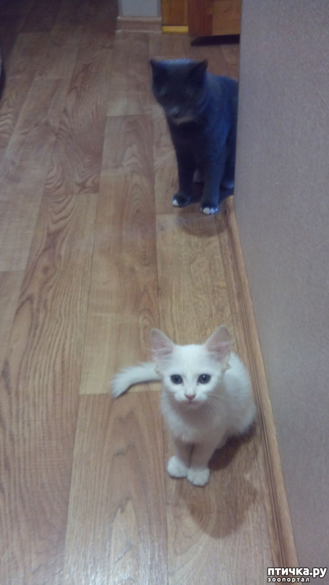 ���� 4: ����������