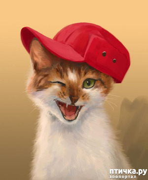 ����: ���������� ���