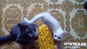 ����: ���� � ��������