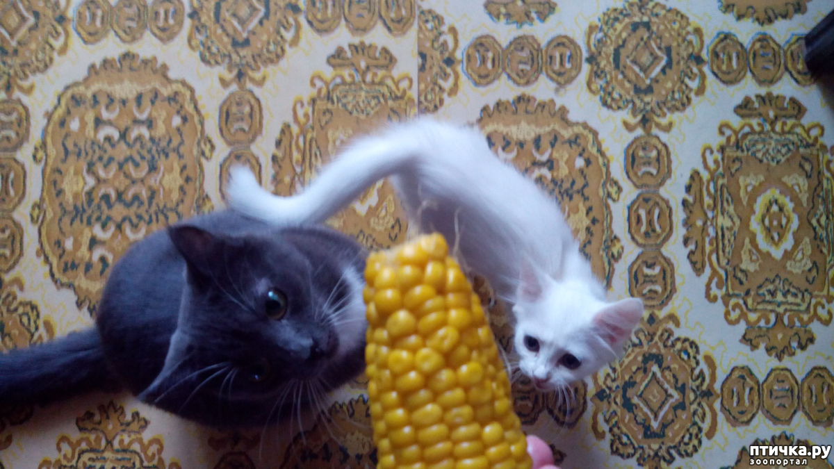 Можно ли котам кукурузу консервированную. Кот кушает кукурузу. Котята в кукурузе. Кот с кукурузой на голове. Животные едят кукурузу.