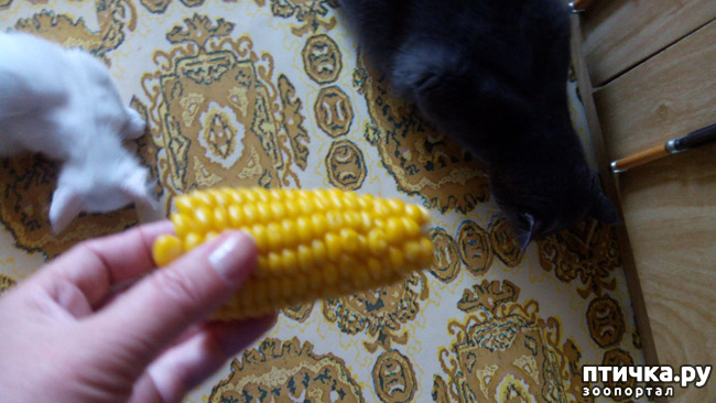 ���� 5: ���� � ��������