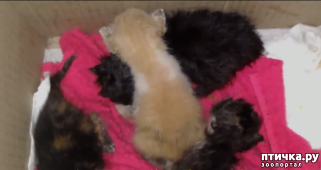 ���� 5: ��� ������� �����