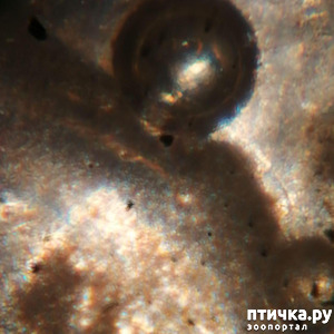 ����: ��� ����������, ��� �� ���� �������?