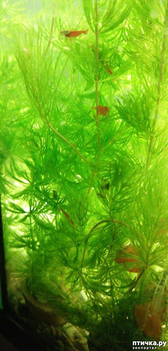 ���� 5: ������� ���������� ���� ����������� �������.