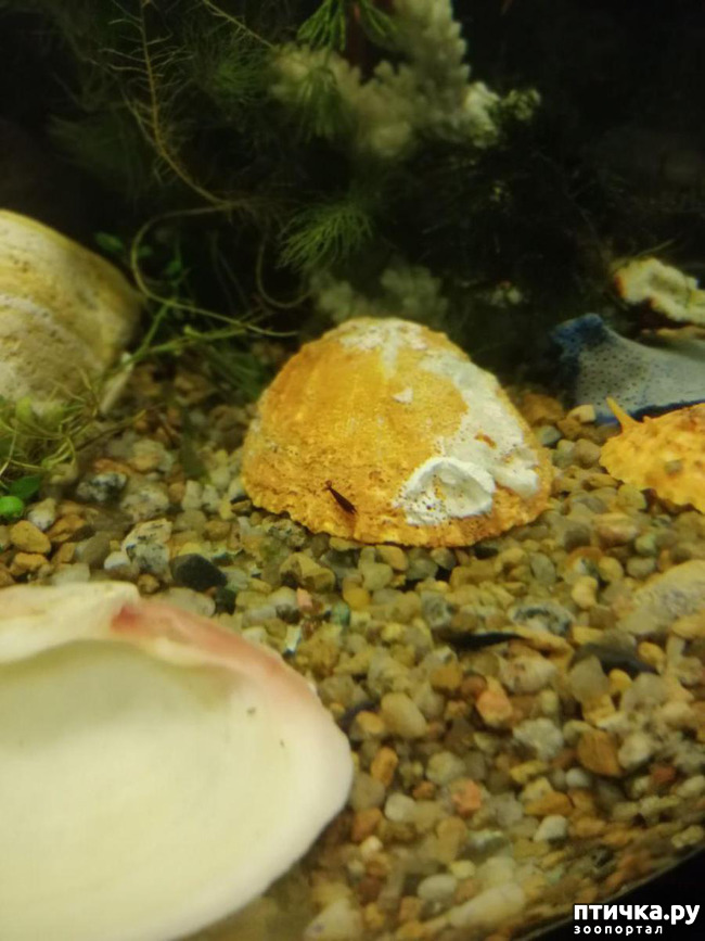 ���� 6: ������� ���������� ���� ����������� �������.