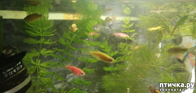 ���� 7: ������� ���������� ���� ����������� �������.