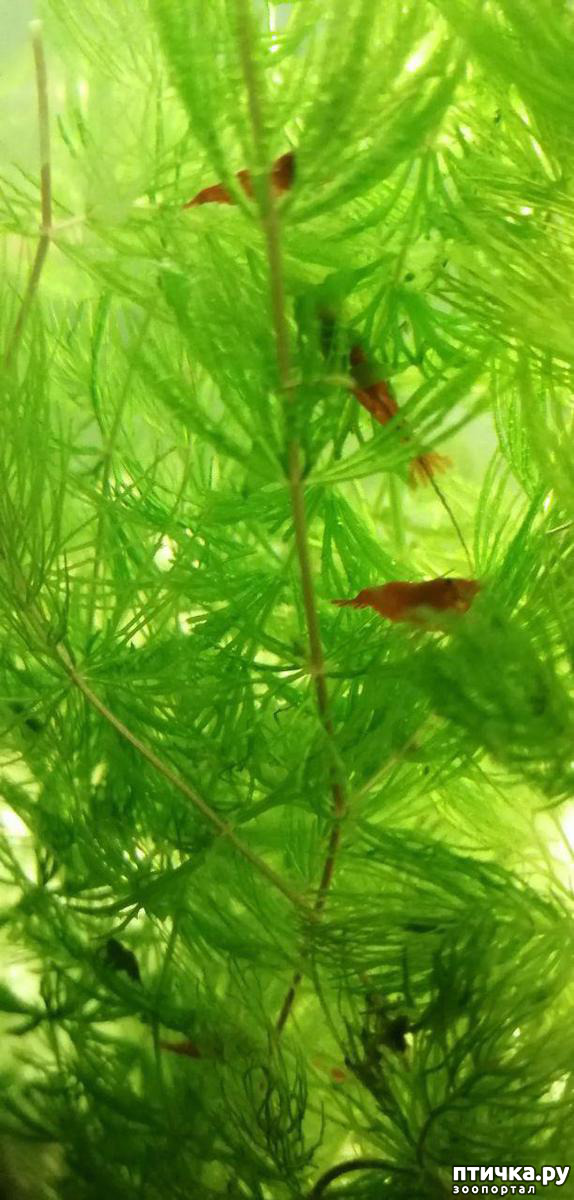 ���� 11: ������� ���������� ���� ����������� �������.