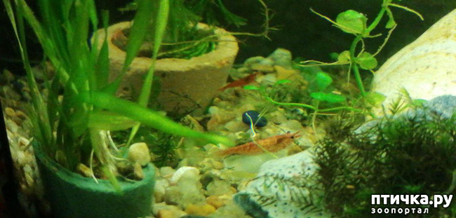 ���� 12: ������� ���������� ���� ����������� �������.