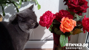 ����: �������� ���������