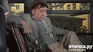 ����: ���������