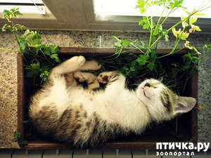 ����: ��, �� ��� �����