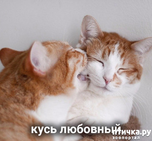 ����: ����� ������ ����