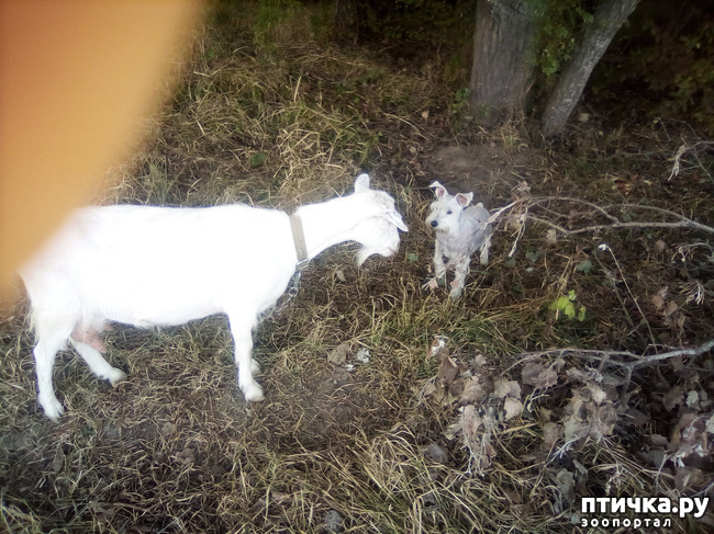 ���� 3: ������������ ��������.