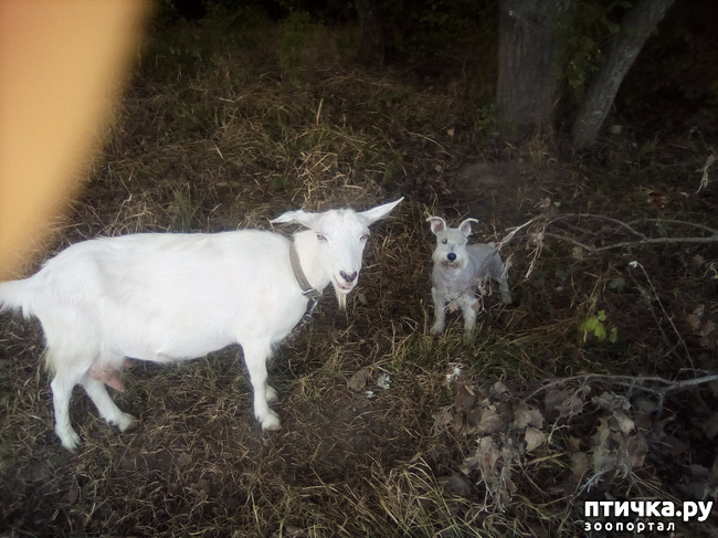 ���� 4: ������������ ��������.