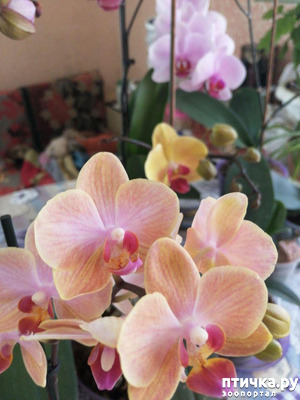 ����: ���� ���������� ������ ���������.:)