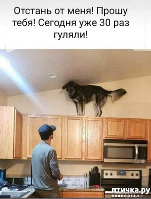 ����: ��������