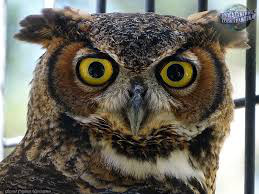 фотография: Совушки. Продолжение. Вторая часть. фото: Совушки. Продолжение. Вторая часть.