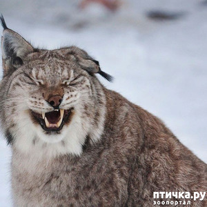 ����: "�������" � ������ ������