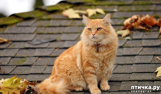 ���� 1: ���� ������� ����������