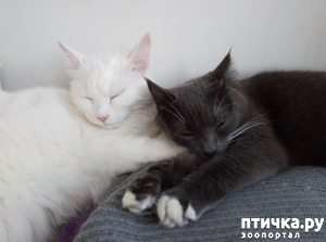 ����: ������� ���������