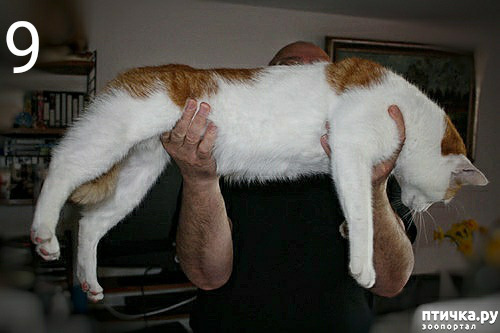 ���� 8: ���� ��� �������, �����