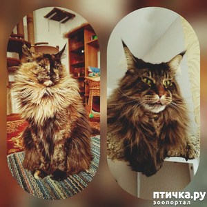 ����: ���� ��� �������, �����