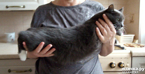 ���� 16: ���� ��� �������, �����