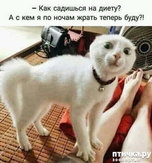 ����: ������� �����